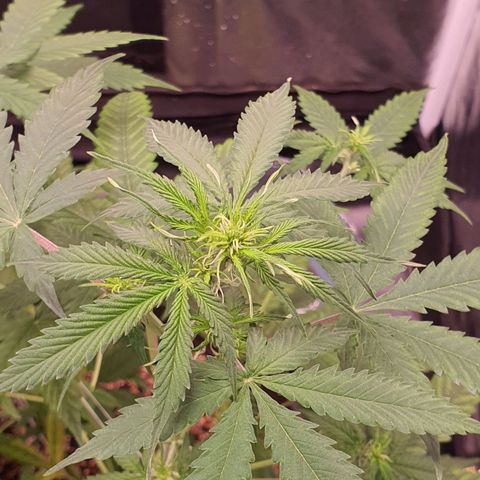 Auto blueberry mazzar  growlog timeline photo