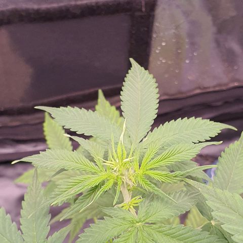 Auto blueberry mazzar  growlog timeline photo