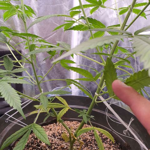 Auto blueberry mazzar  growlog timeline photo