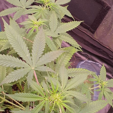 Auto blueberry mazzar  growlog timeline photo