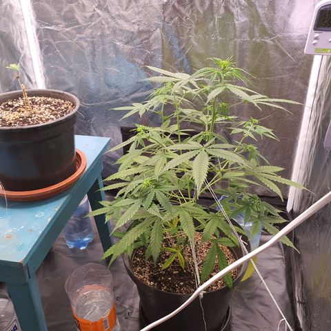 Auto blueberry mazzar  growlog timeline photo