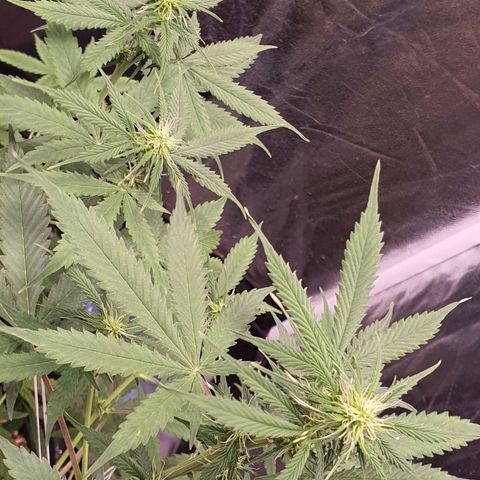 Auto blueberry mazzar  growlog timeline photo