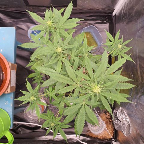 Auto blueberry mazzar  growlog timeline photo