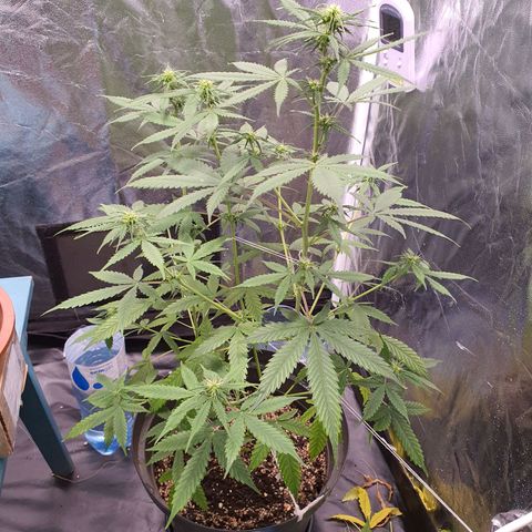 Auto blueberry mazzar  growlog timeline photo
