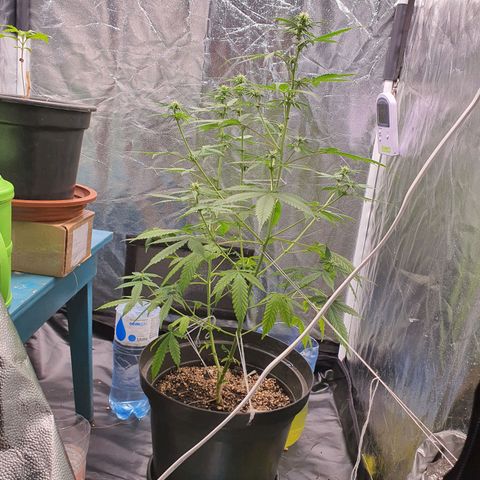 Auto blueberry mazzar  growlog timeline photo