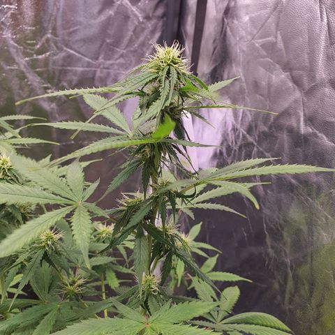 Auto blueberry mazzar  growlog timeline photo