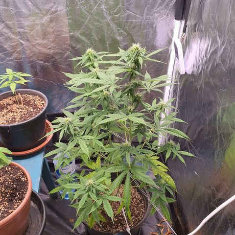 Auto blueberry mazzar  growlog timeline photo