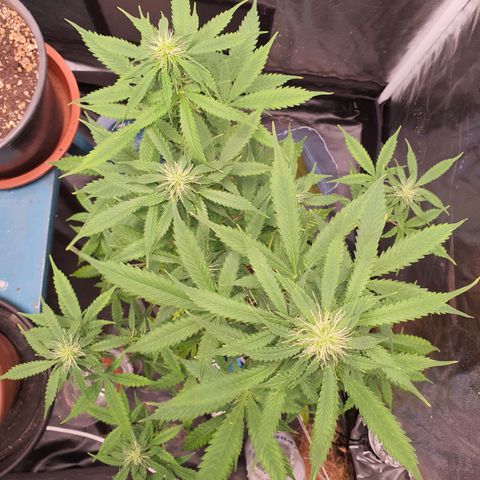Auto blueberry mazzar  growlog timeline photo