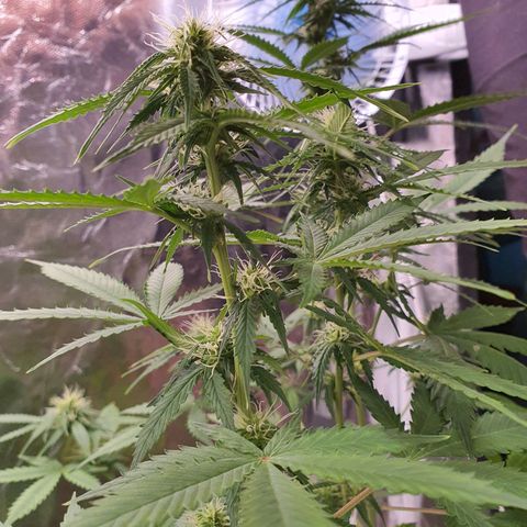 Auto blueberry mazzar  growlog timeline photo