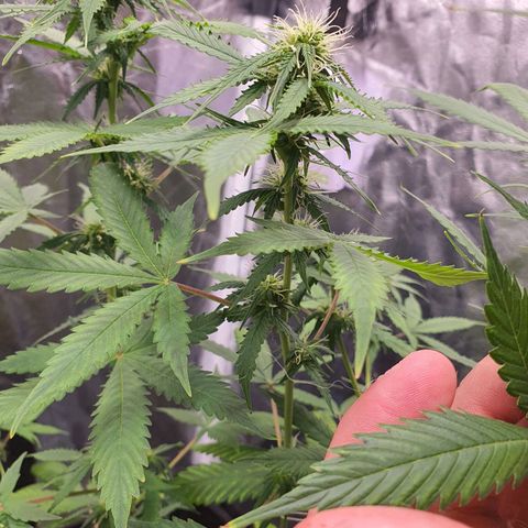 Auto blueberry mazzar  growlog timeline photo