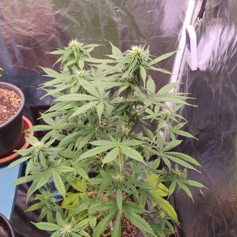 Auto blueberry mazzar  growlog timeline photo