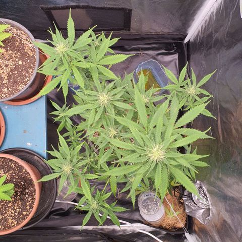 Auto blueberry mazzar  growlog photo: Poda 