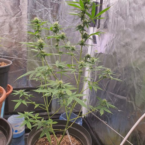 Auto blueberry mazzar  growlog photo: Poda 