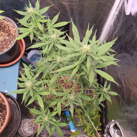 Auto blueberry mazzar  growlog photo: Poda 