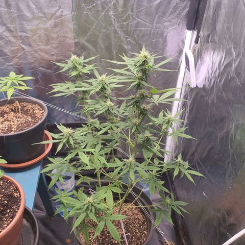Auto blueberry mazzar  growlog photo: Poda 