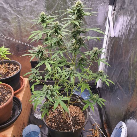 Auto blueberry mazzar  growlog timeline photo