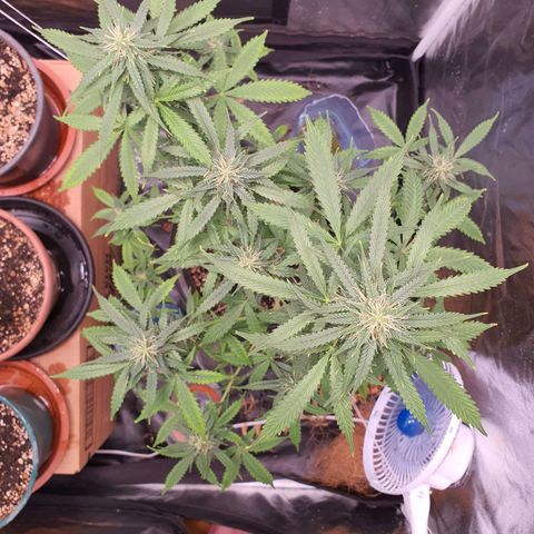 Auto blueberry mazzar  growlog timeline photo