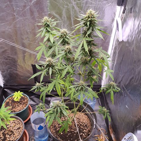 Auto blueberry mazzar  growlog timeline photo