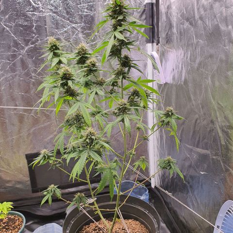 Auto blueberry mazzar  growlog timeline photo