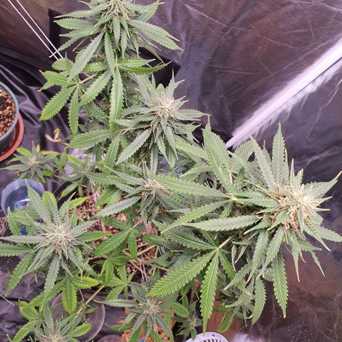 Auto blueberry mazzar  growlog timeline photo