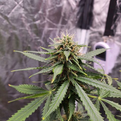 Auto blueberry mazzar  growlog timeline photo