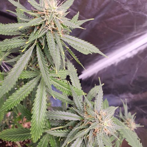 Auto blueberry mazzar  growlog timeline photo
