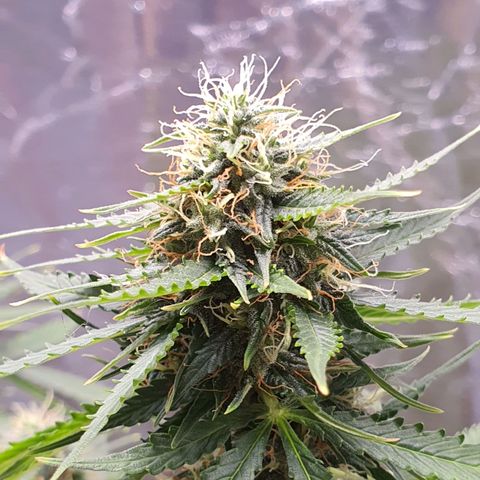 Auto blueberry mazzar  growlog timeline photo