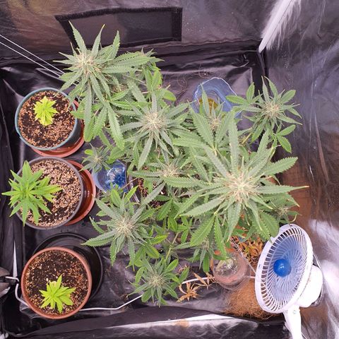 Auto blueberry mazzar  growlog timeline photo