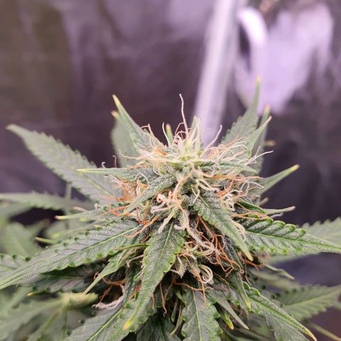 Auto blueberry mazzar  growlog timeline photo