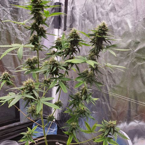 Auto blueberry mazzar  growlog timeline photo
