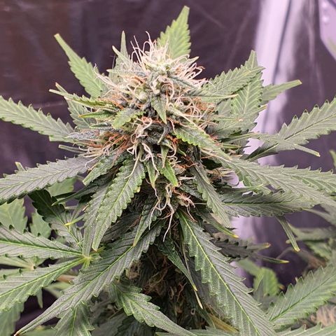 Auto blueberry mazzar  growlog timeline photo