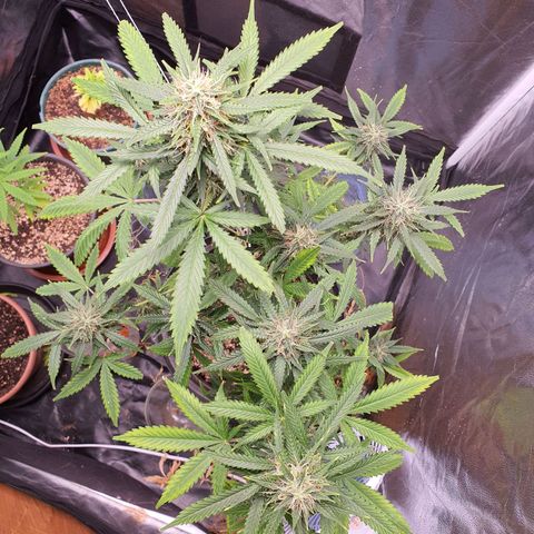 Auto blueberry mazzar  growlog timeline photo