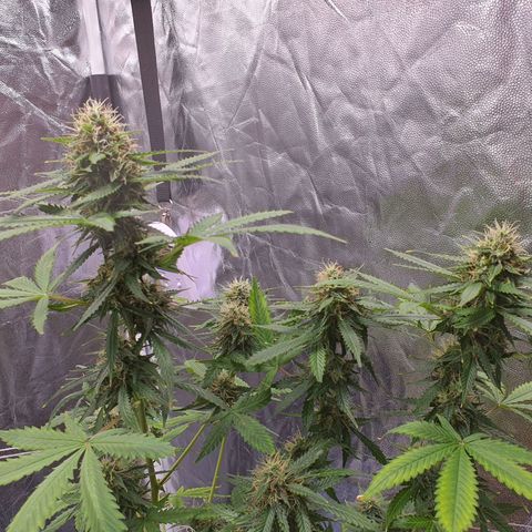 Auto blueberry mazzar  growlog timeline photo