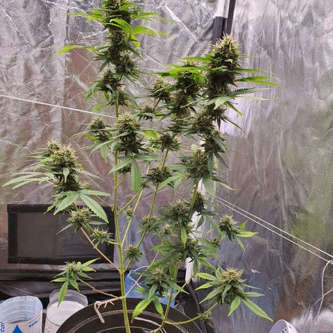 Auto blueberry mazzar  growlog timeline photo