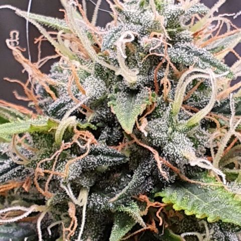 Auto blueberry mazzar  growlog timeline photo