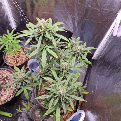 Auto blueberry mazzar  growlog timeline photo