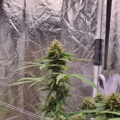 Auto blueberry mazzar  growlog timeline photo