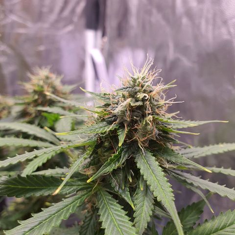 Auto blueberry mazzar  growlog timeline photo
