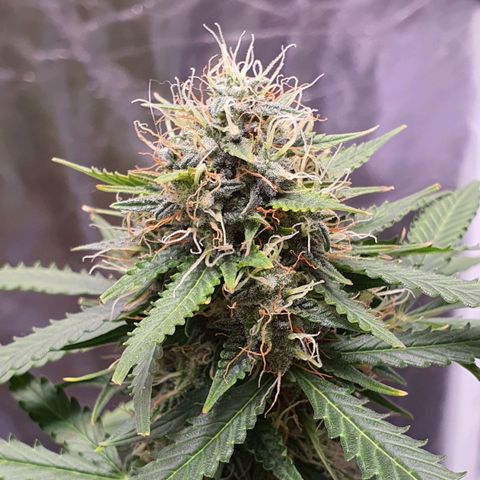 Auto blueberry mazzar  growlog timeline photo
