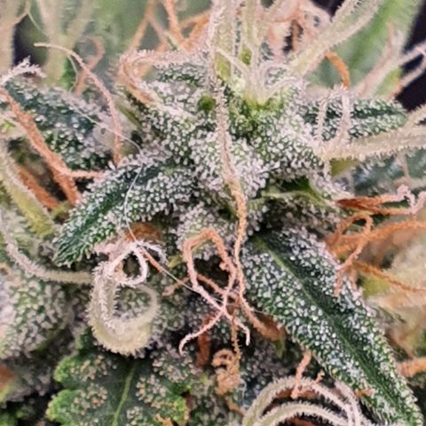 Auto blueberry mazzar  growlog timeline photo