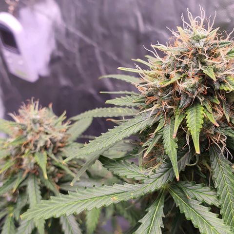 Auto blueberry mazzar  growlog photo: Início do Harvest 