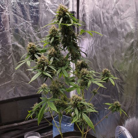 Auto blueberry mazzar  growlog photo: Início do Harvest 