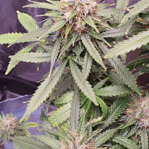 Auto blueberry mazzar  growlog photo: Início do Harvest 