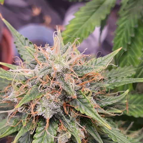 Auto blueberry mazzar  growlog photo: Início do Harvest 