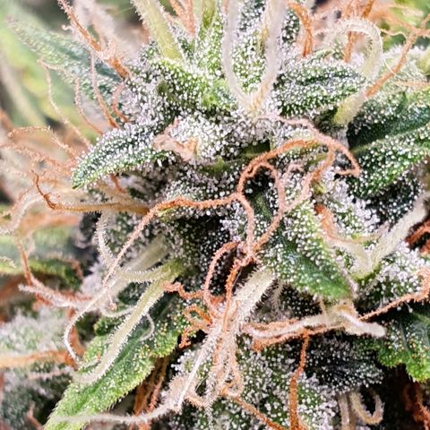 Auto blueberry mazzar  growlog photo: Início do Harvest 