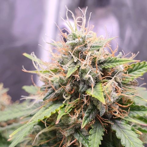 Auto blueberry mazzar  growlog photo: Início do Harvest 
