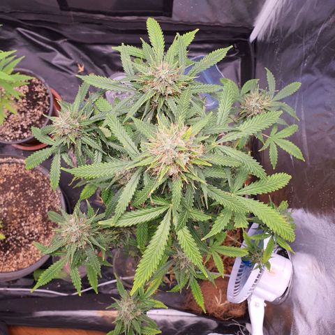 Auto blueberry mazzar  growlog photo: Início do Harvest 