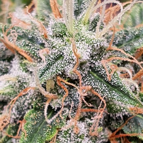 Auto blueberry mazzar  growlog photo: Início do Harvest 