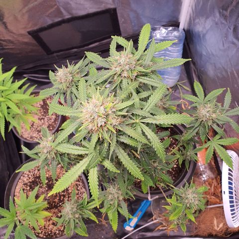 Auto blueberry mazzar  growlog timeline photo
