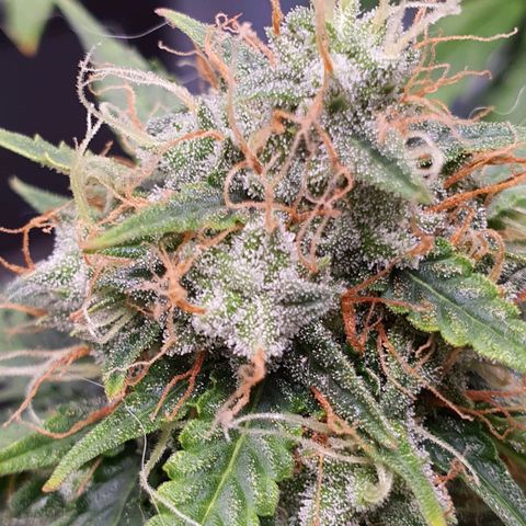 Auto blueberry mazzar  growlog timeline photo